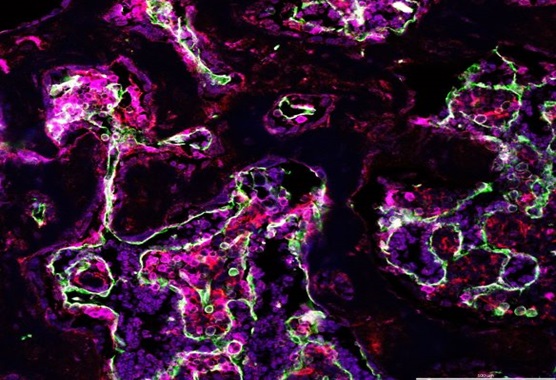 Cellular image from the Saiz Lab
