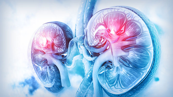 kidneys, illustration stock
