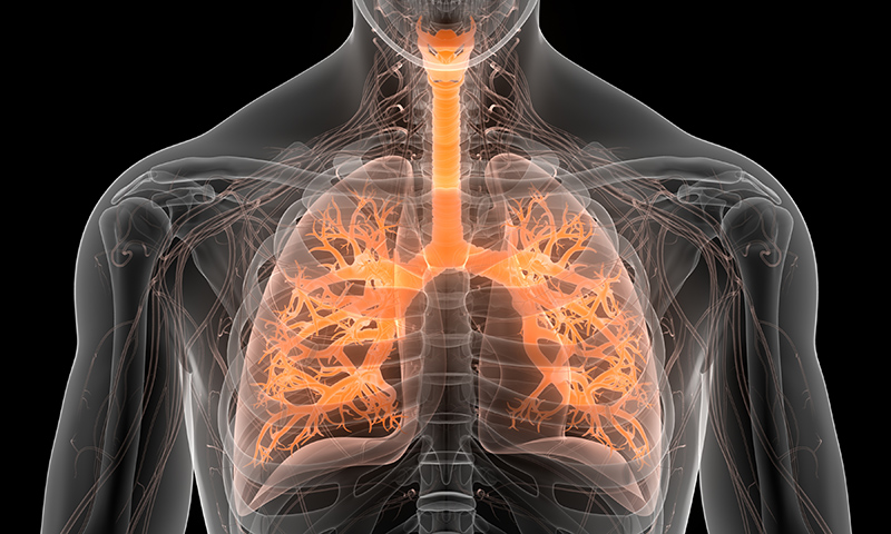 Lungs