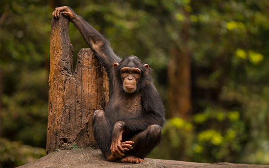 A single genetic mutation may  have made humans more vulnerable than chimpanzees to cancer