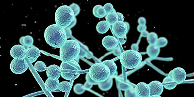 CPMDS Publications 3D illustration of Candida fungi