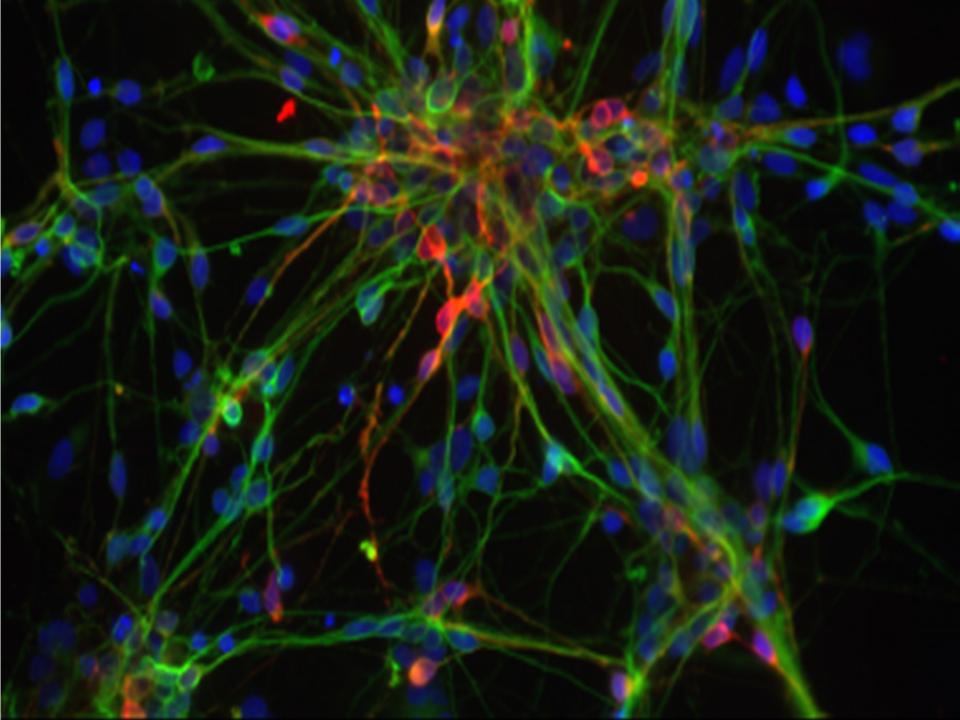 Stem Cell Core